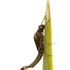 MYN Large Red Damselfly emergence 2 